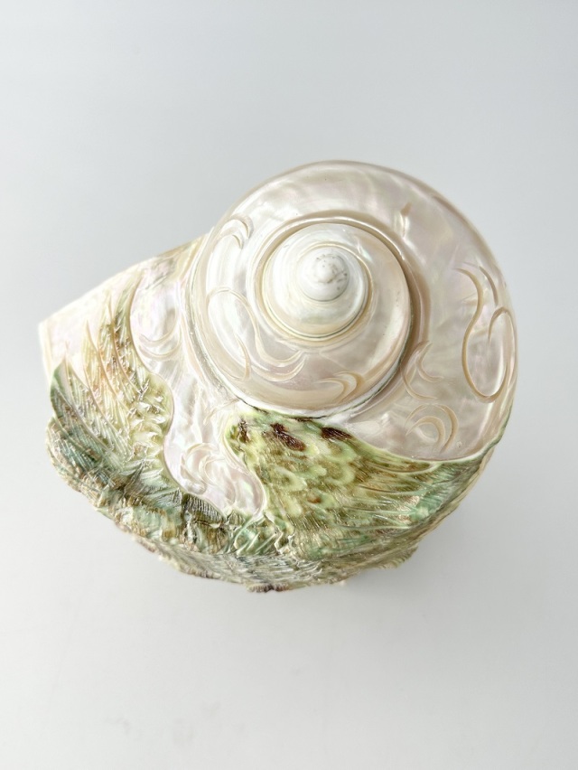 夜光貝 夜光貝【約500～599g/1個】EN:Green Turbo Snail (Size:500-599g, Unit:pc)