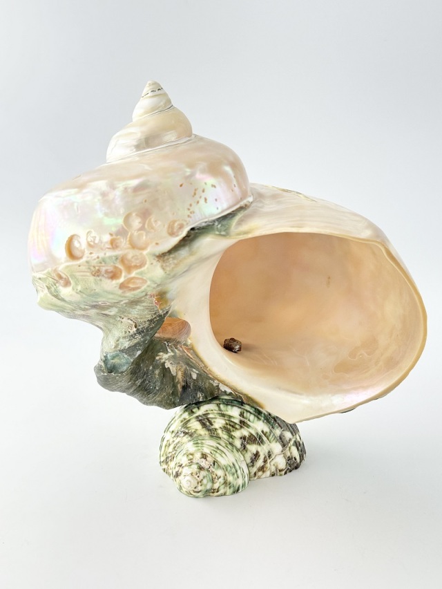 在庫処分品 -夜光貝(磨き)-【鯉】おまかせ発送【15～18cm程度/1個