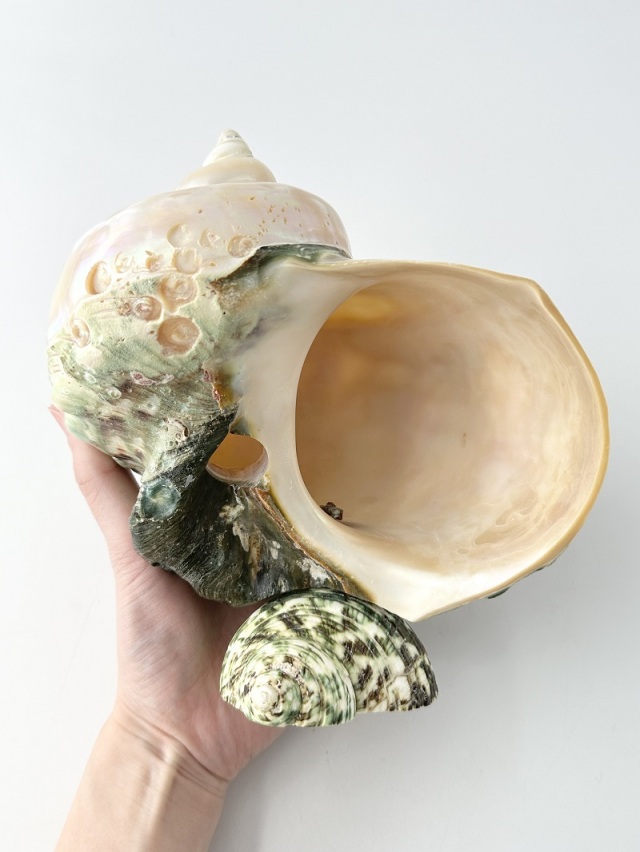 在庫処分品 -夜光貝(磨き)-【鯉】おまかせ発送【15～18cm程度/1個