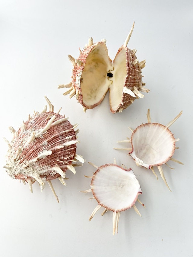 ショウジョウガイ En:Spondylus regius (Sixe:12-15cm,per 1pc)