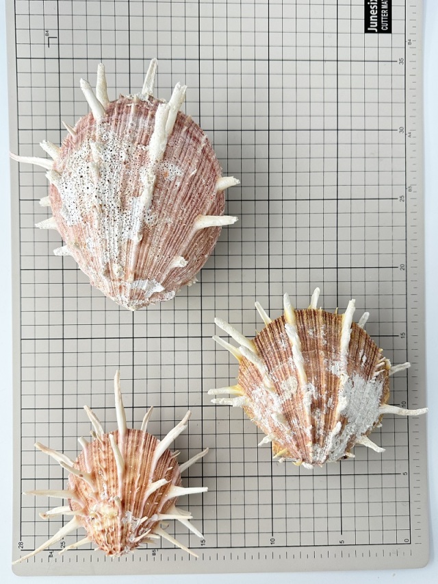 ショウジョウガイ En:Spondylus regius (Sixe:12-15cm,per 1pc)