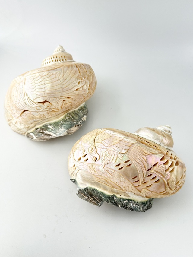 夜光貝24個セット400g〜900g約16kgまとめ売り 夜光貝24個セット400g