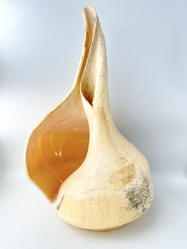 在庫処分品 -アラフラオオニシ-【龍】おまかせ発送【縦40cm前後×横