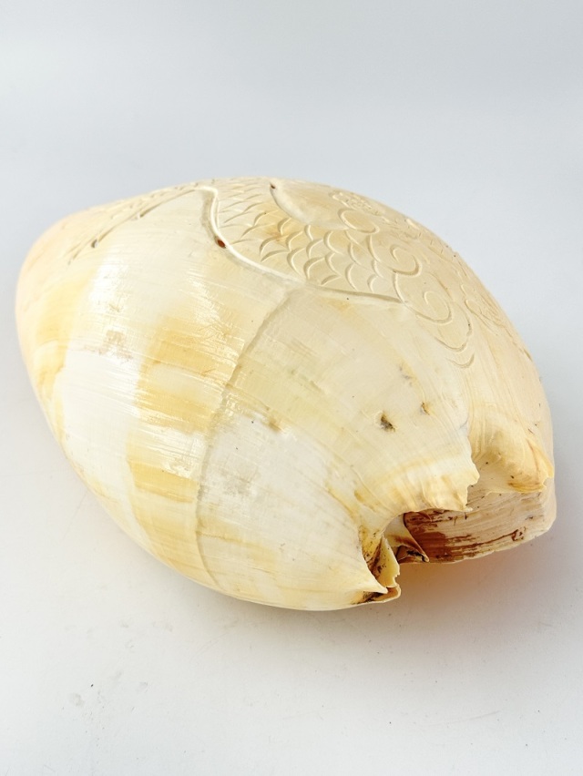 在庫処分品 -ヤシガイ-【龍】おまかせ発送【約29～34cm/1個】 En