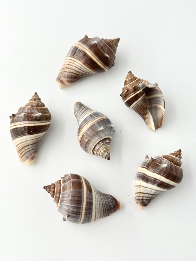 カンムリボラ【約4.5～6cm/5個】 En:Melongena(Size:4.5-6cm, per