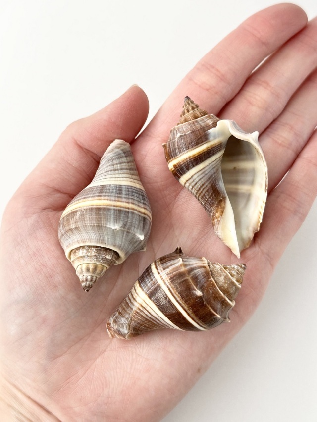 カンムリボラ【約4.5～6cm/5個】 En:Melongena(Size:4.5-6cm, per