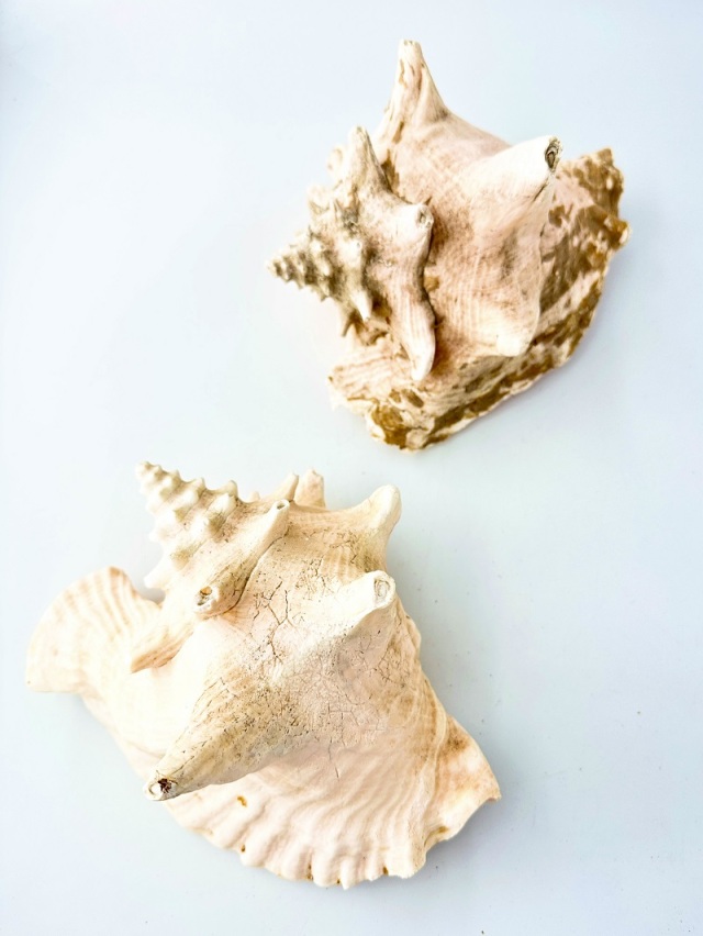 ほら貝 ピンクガイ サンゴセット ピンクガイ-B品-【約18～20cm程度/1個】 - Not for overseas sale -