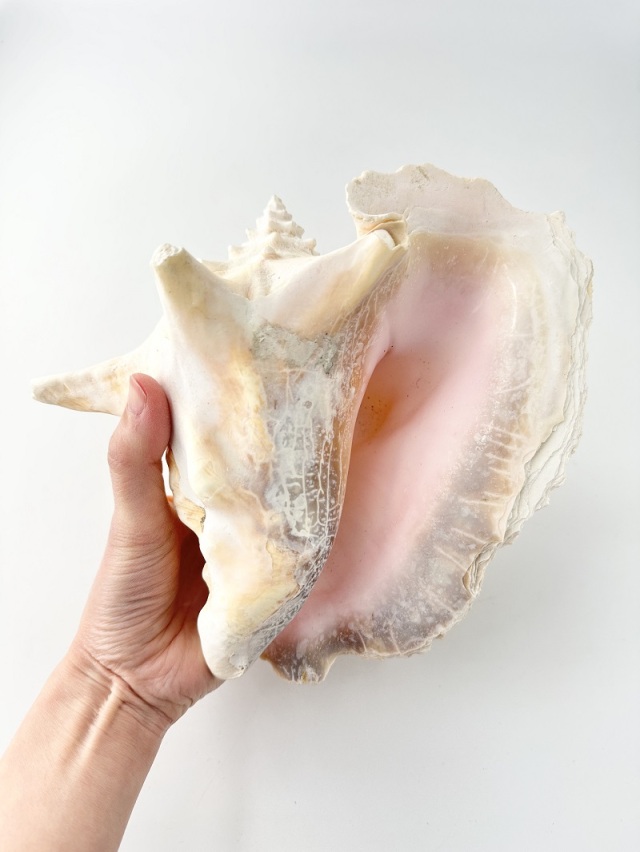 合*い様 カラフル巻き貝ボウシ 合*い様 カラフル巻き貝ボウシ 巻貝