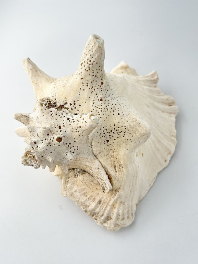 ピンクガイ-B品-【約18～20cm程度/1個】 - Not for overseas sale -