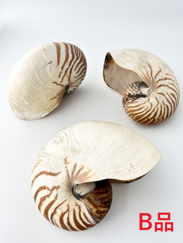 貝殻いろいろ 法螺貝 オウムガイ タカラガイ ホネガイ 巻貝 ツメタガイ他 ツメタガイ - Wikipedia