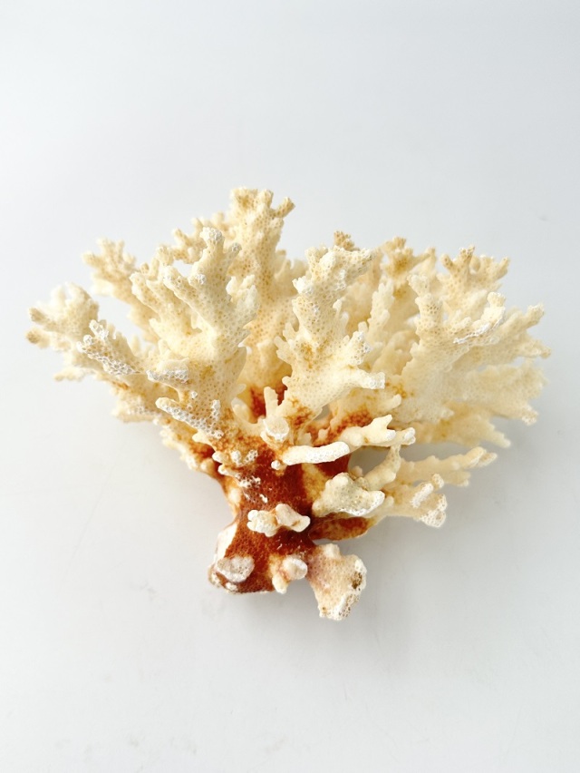 珊瑚サンゴルース、重约25.9g 天然珊瑚 NO.28 (現品)【約16cm/約304g】 - Not for overseas sale -