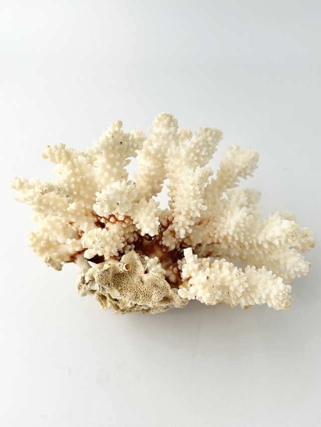 1057 珊瑚 サンゴ 1057 珊瑚 サンゴ
