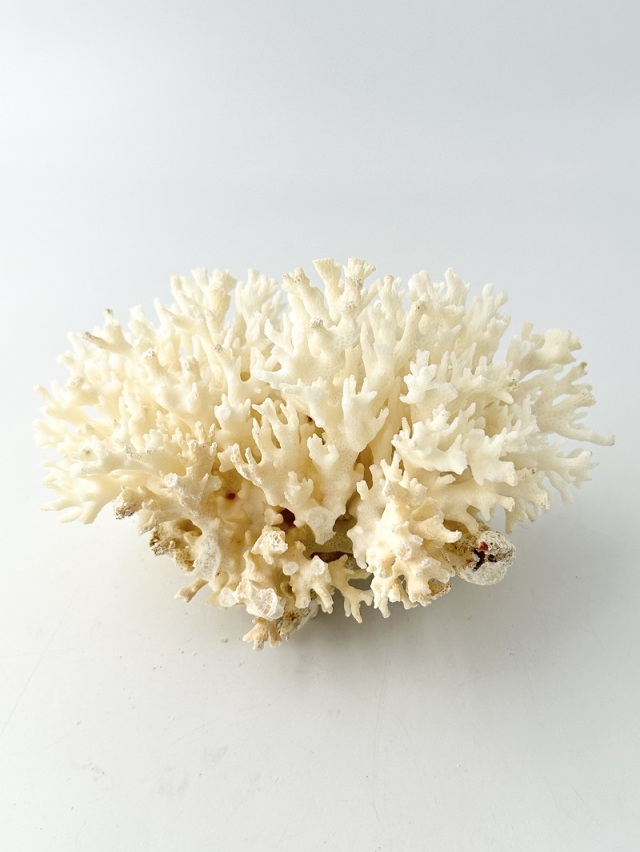 天然珊瑚 NO.32 (現品)【約15cm/約330g】 - Not for overseas sale -