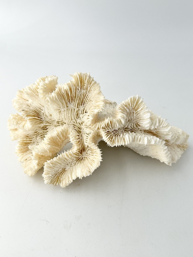 珊瑚　天然　大型 天然珊瑚 NO.34 (現品)【約21cm/約490g】 - Not for overseas sale -