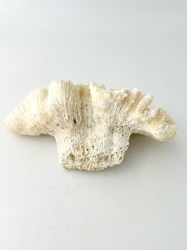 天然珊瑚 NO.34 (現品)【約21cm/約490g】 - Not for overseas sale -