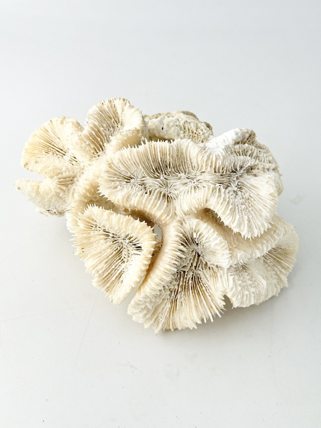 珊瑚　天然　大型 天然珊瑚 NO.35 (現品)【約16cm/約398g】 - Not for overseas sale -