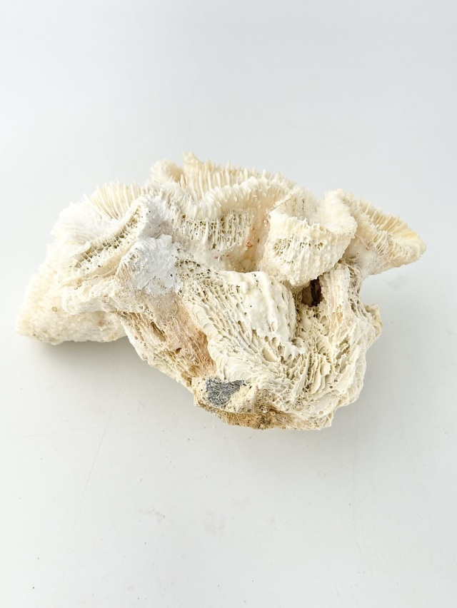 天然珊瑚 NO.35 (現品)【約16cm/約398g】 - Not for overseas sale -