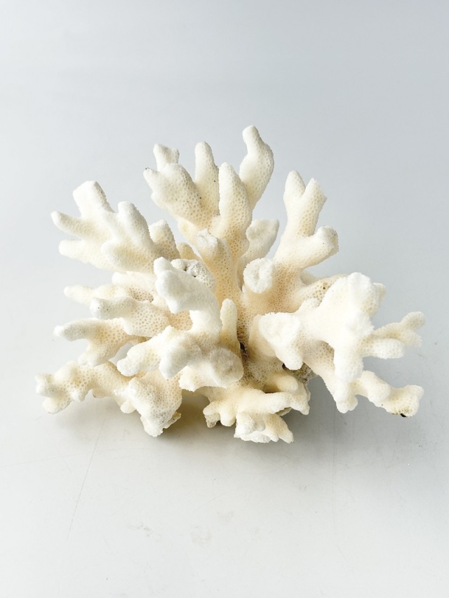 天然珊瑚 NO.37(現品)【約16cm/約355g】 - Not for overseas sale -