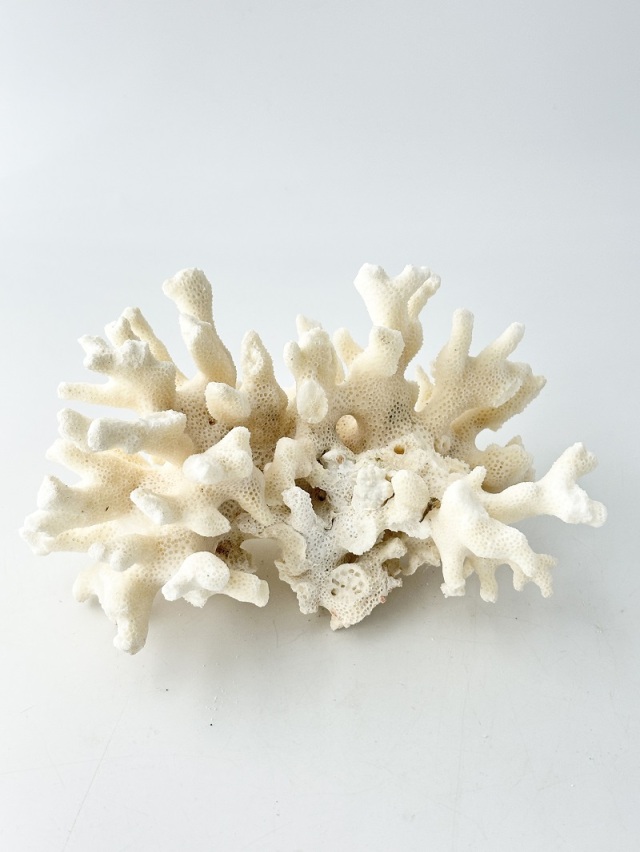 天然珊瑚 NO.38(現品)【約16cm/約287g】 - Not for overseas sale -