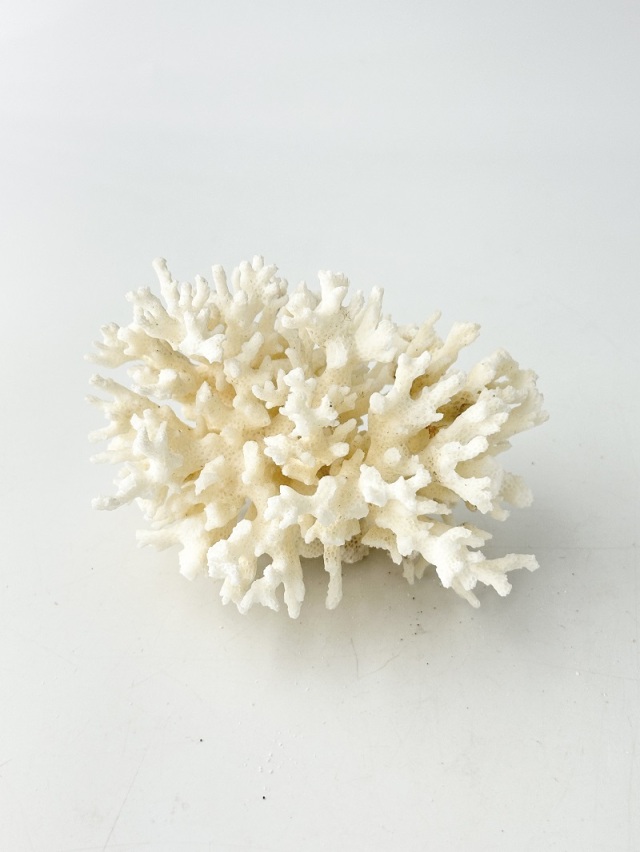 天然珊瑚 NO.39(現品)【約10cm/約106g】 - Not for overseas sale -