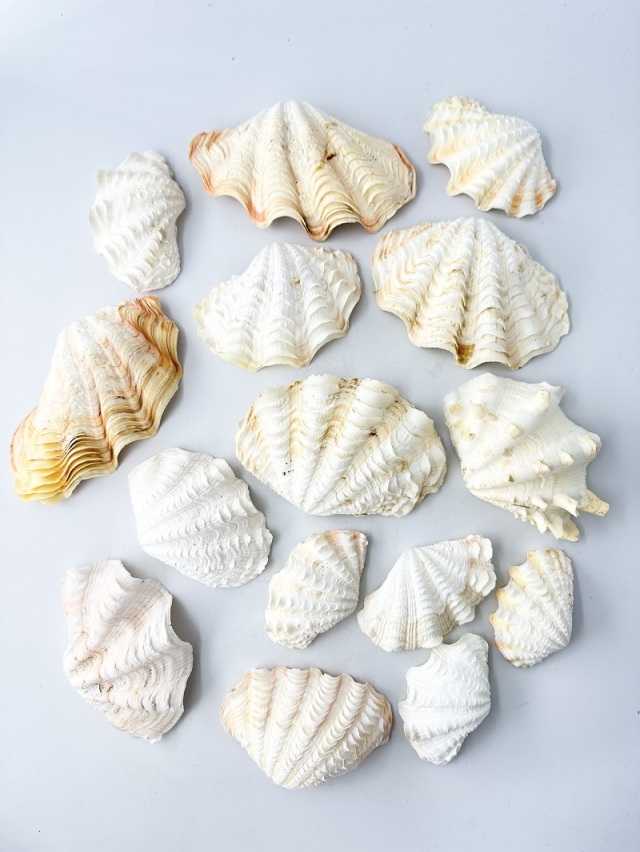 ヒレシャコガイ片面ミックス【約7～13cm/約1kg】 - Not for