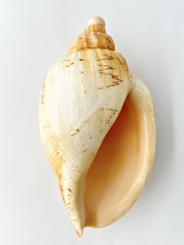 ダンシャクボラ(現品)【約17cm/1個】En: Livonia roadnightae (size