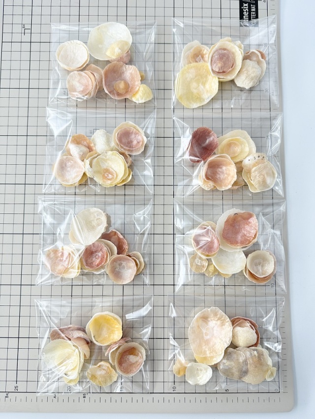 ナミマガシワ 瀬戸内産【約1～4.5cm/約20g】[メール便可-6袋まで