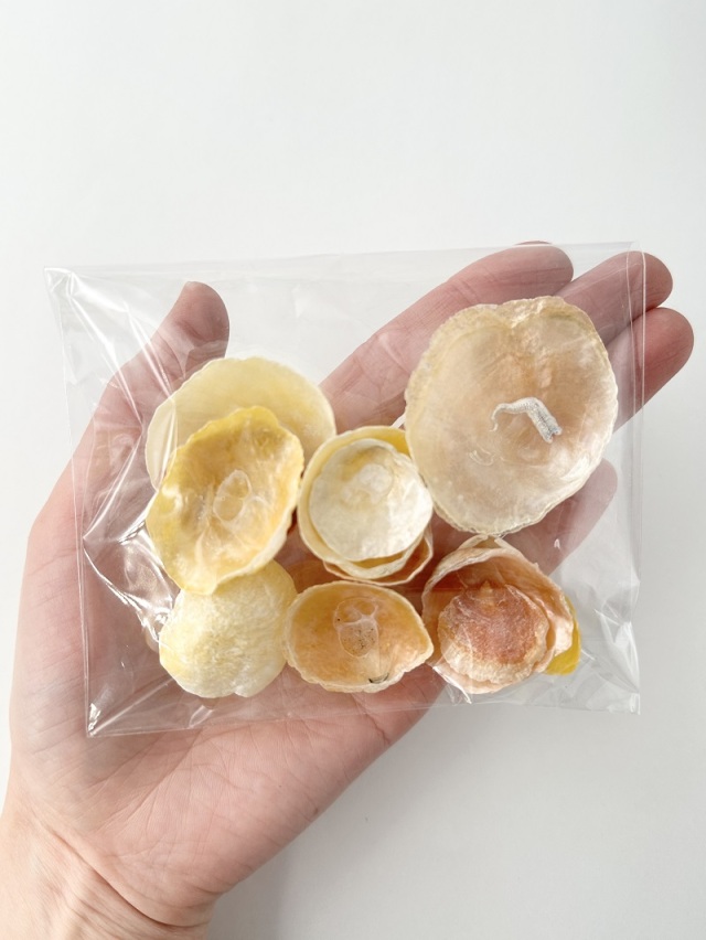 ナミマガシワ 瀬戸内産【約1～4.5cm/約20g】[メール便可-6袋まで