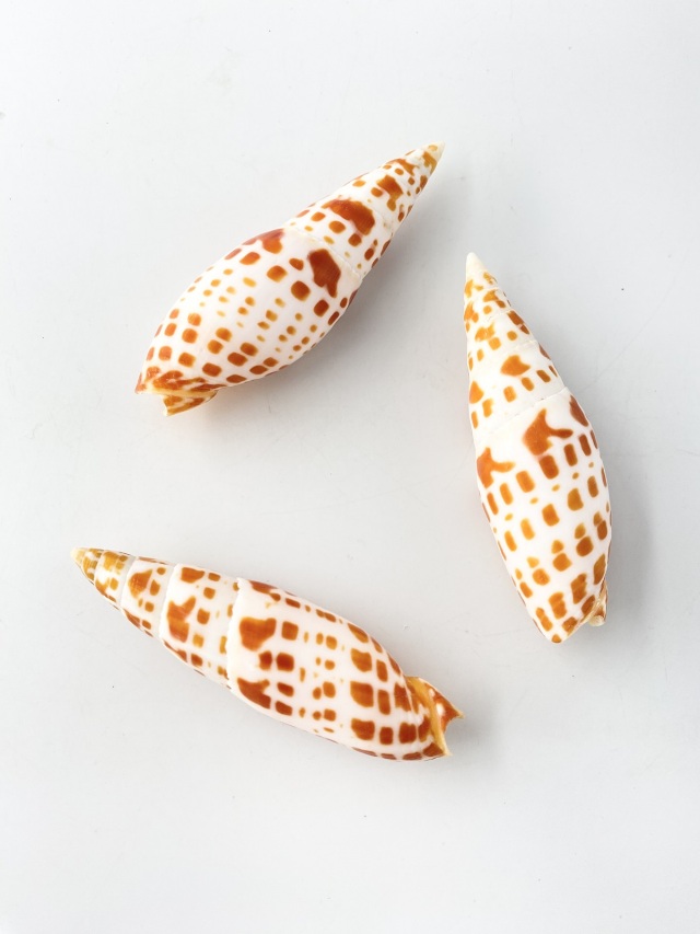 チョウセンフデガイ【約10～12cm/1本】 En: Mitra mitra (size:10