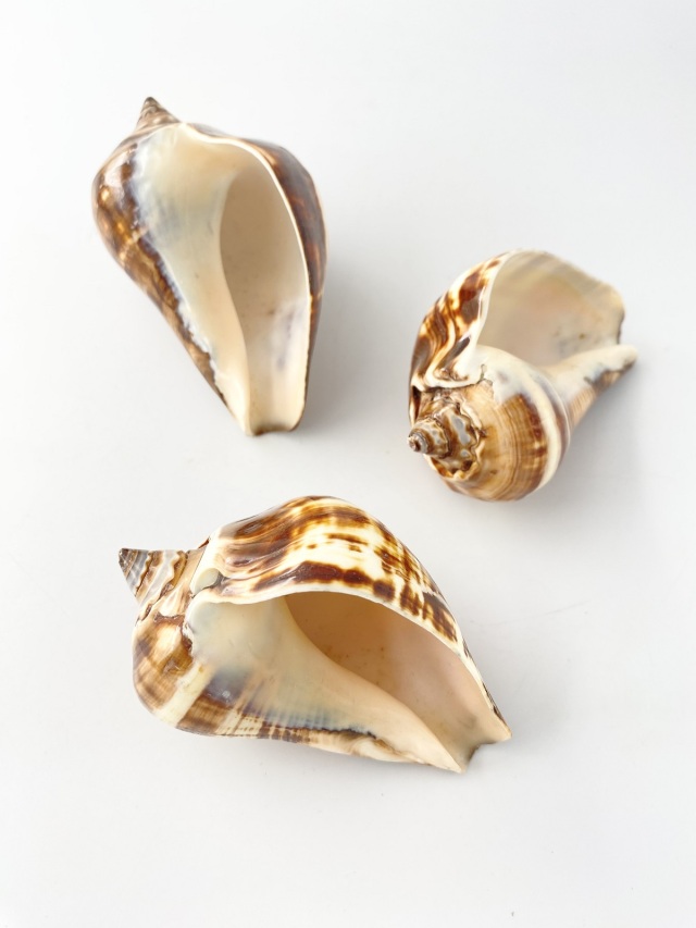 ファイバーコンチ（磨き）【約9～10cm/1個】En: Fiber conch (size:9