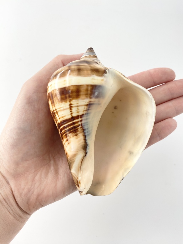 ファイバーコンチ（磨き）【約9～10cm/1個】En: Fiber conch (size:9