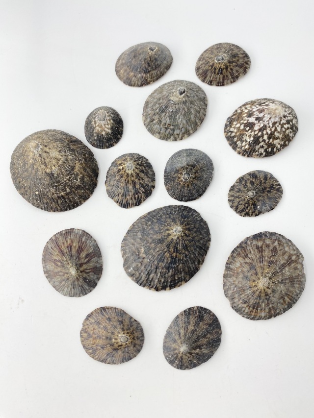 テツディナリア【約3～7cm】(オベッコウカサガイ)「 En: Pattella