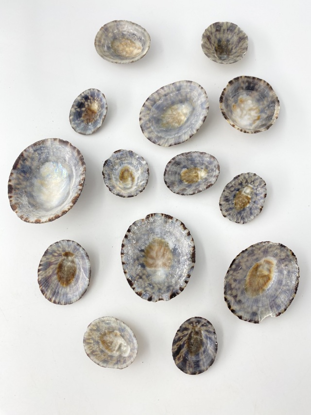 テツディナリア【約3～7cm】(オベッコウカサガイ)「 En: Pattella