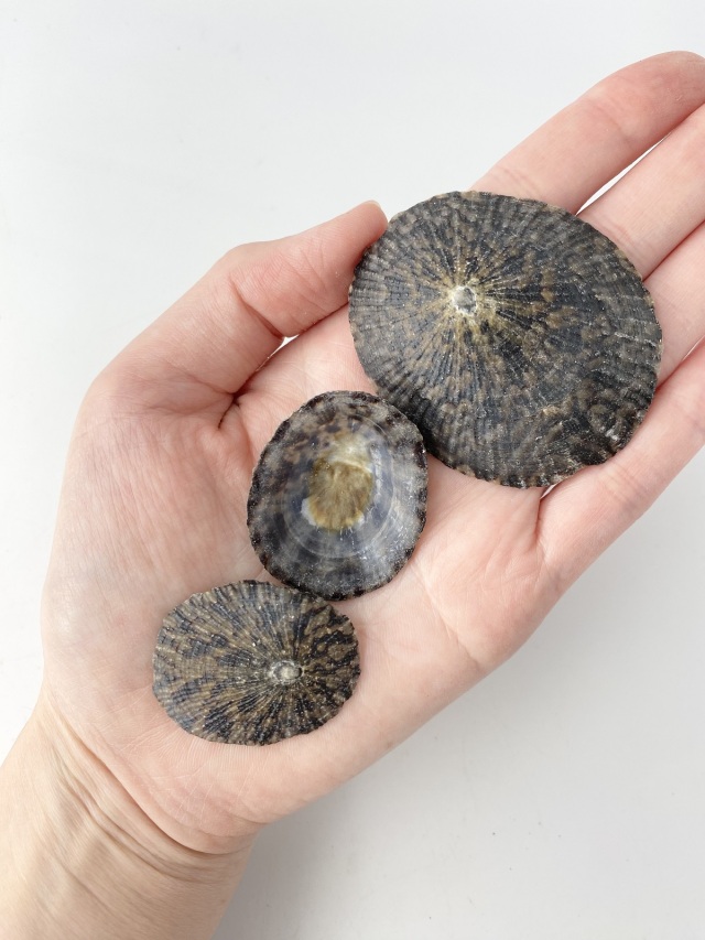 テツディナリア【約3～7cm】(オベッコウカサガイ)「 En: Pattella