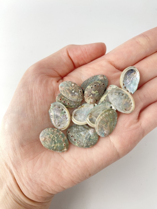 海外産ミニアワビ【約1.5cm前後/約10g】[メール便可 - 8袋まで]En