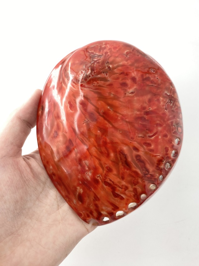 アワビ(着色)-レッド-【約13cm前後/1個】En: Abalone colored-red