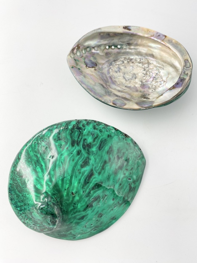 アワビ(着色)-グリーン-【約13cm前後/1個】En: Abalone colored-geen