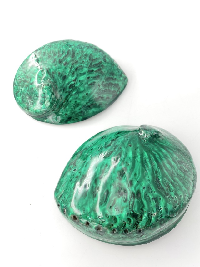 アワビ(着色)-グリーン-【約13cm前後/1個】En: Abalone colored-geen
