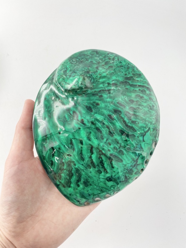 アワビ(着色)-グリーン-【約13cm前後/1個】En: Abalone colored-geen