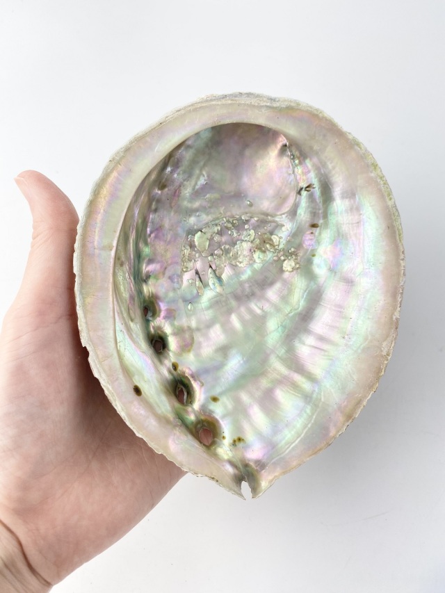 メガイアワビ(自然)【約13～15cm/1枚】 En: Haliotis gigantea (size