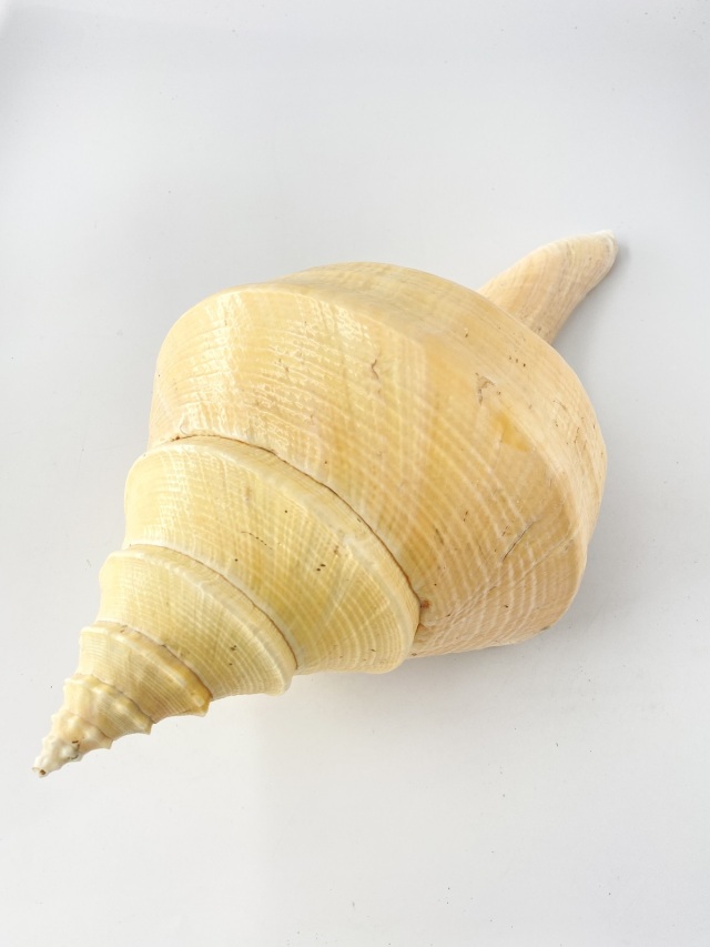 法螺貝　アラフラオオニシキ貝　ツインズ(60センチ&55センチ) アラフラオオニシ磨きNO.2001【約39cm/約1400g/1個/現品】 En