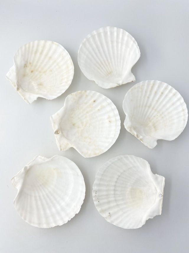 ホタテガイ【12cm前後/10枚】En: Japanese Scallop(size:12cm, per