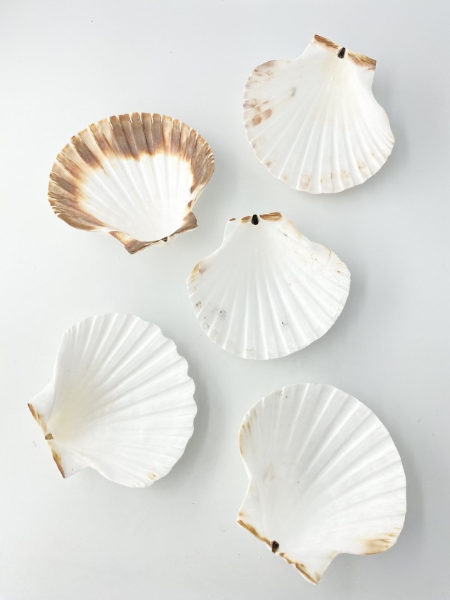 イタヤガイ【11cm前後/5枚入】 En: White scallop (size:11cm, per
