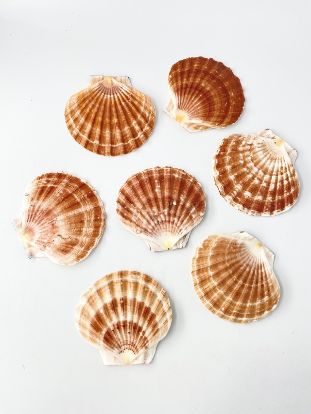 イタヤガイフラット【約10～11cm/10枚入】En: Scallop flat (size:10