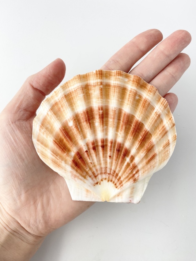 イタヤガイフラット【約9～10cm/10枚入】En: Scallop flat (size:9