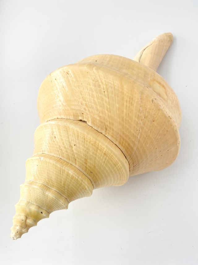 アラフラオオニシ磨きNO.2007【約45.5cm/約2430g/1個/現品