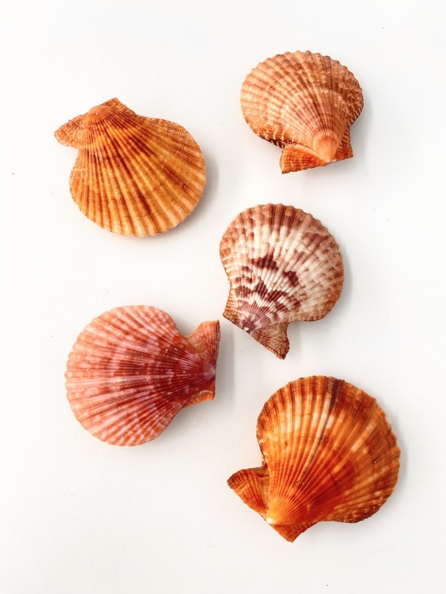 ヒオウギガイ両面-赤系-【約6～8cm/5個入】 En: Pecten Nobilis pair