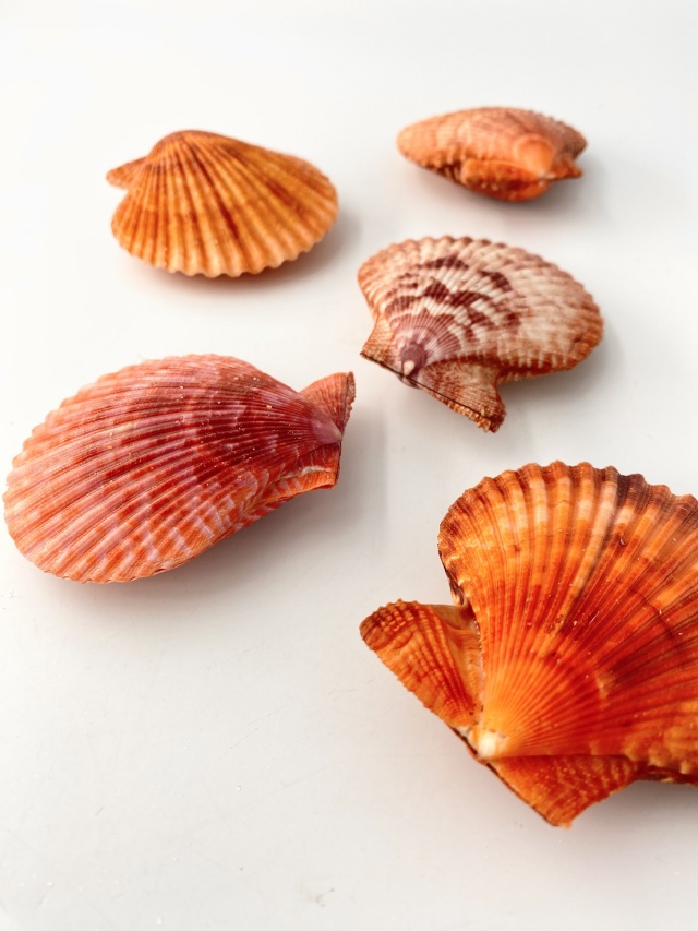 ヒオウギガイ両面-赤系-【約6～8cm/5個入】 En: Pecten Nobilis