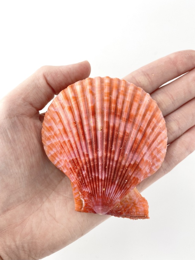 ヒオウギガイ両面-赤系-【約6～8cm/5個入】 En: Pecten Nobilis pair