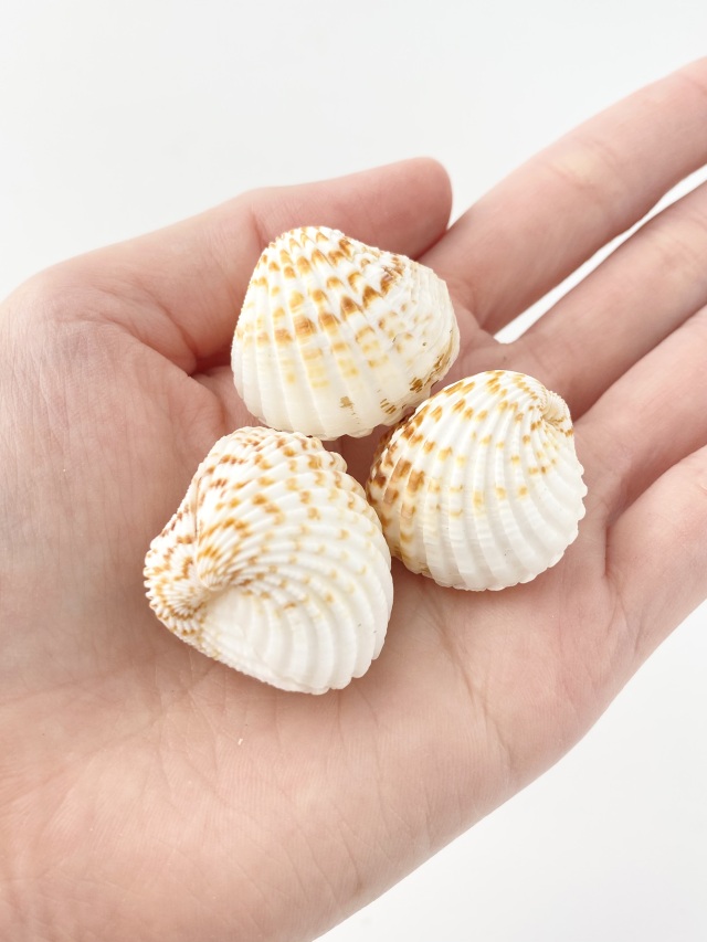 ブラウンコックレス【約2.5～3.5cm/10個】[メール便可-4袋まで] En